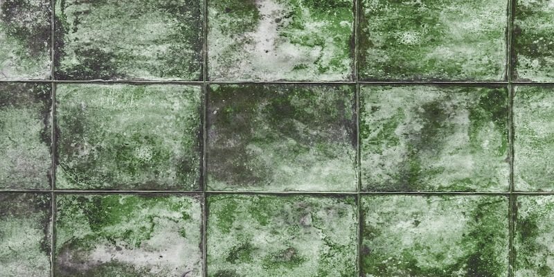 Understanding Mildew: A Homeowners Guide to Air Quality and AC Maintenance